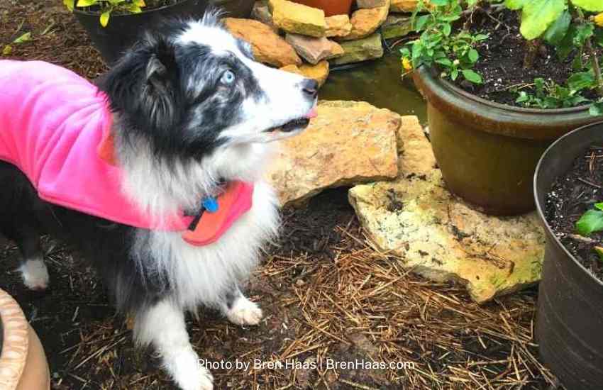 Old Aussie Dog Enjoying the Winter Greenhouse Pond and COntainers.