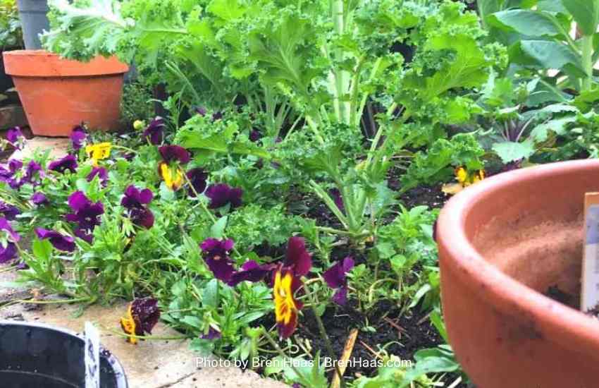 Pansies are blooming in the February Greenhouse