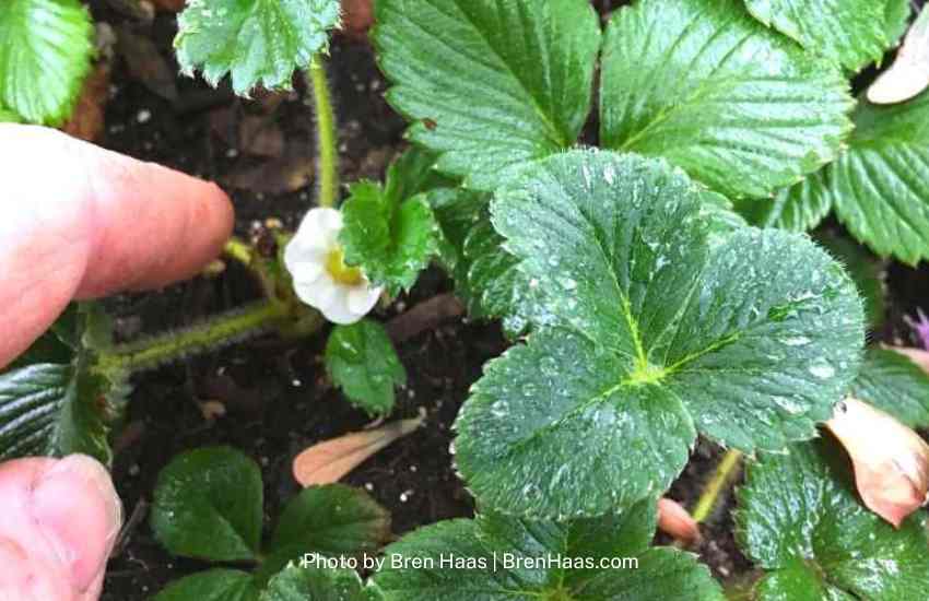 Bloom on an strawberry plant in the greenhouse garden