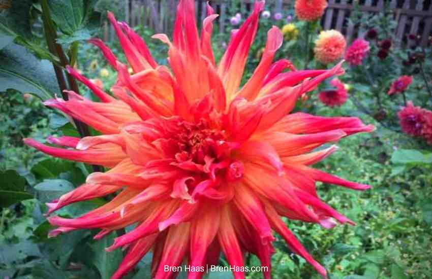 Orange and Red Cactus Style Dahlia in Summer