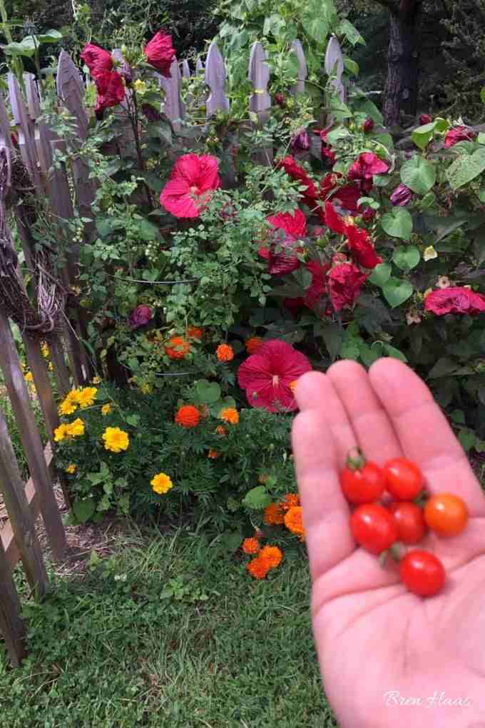 candyland tomato Creative Living with Bren Haas