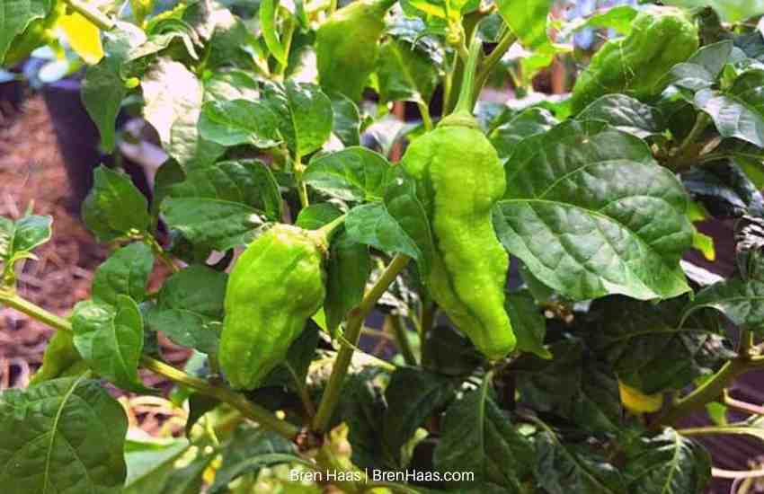 really hot pepper growing in dome greenhouse