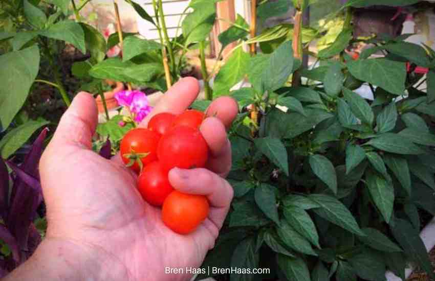 handful of Goodness | Tomatoes