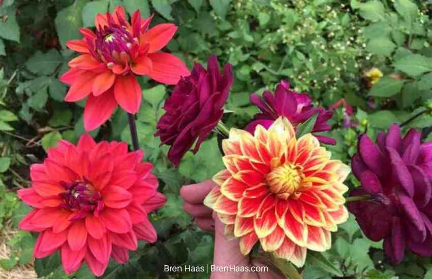 Dahlia Collection in Ohio Cut Flower Garden