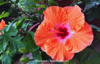 tropical hibiscus in September Dome