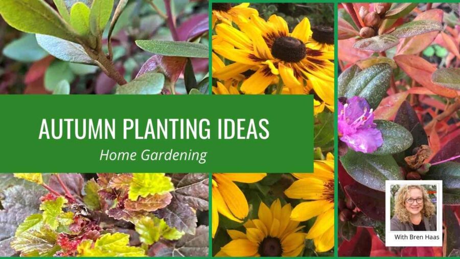 Autumn Planting IDeas (1) Creative Living with Bren Haas