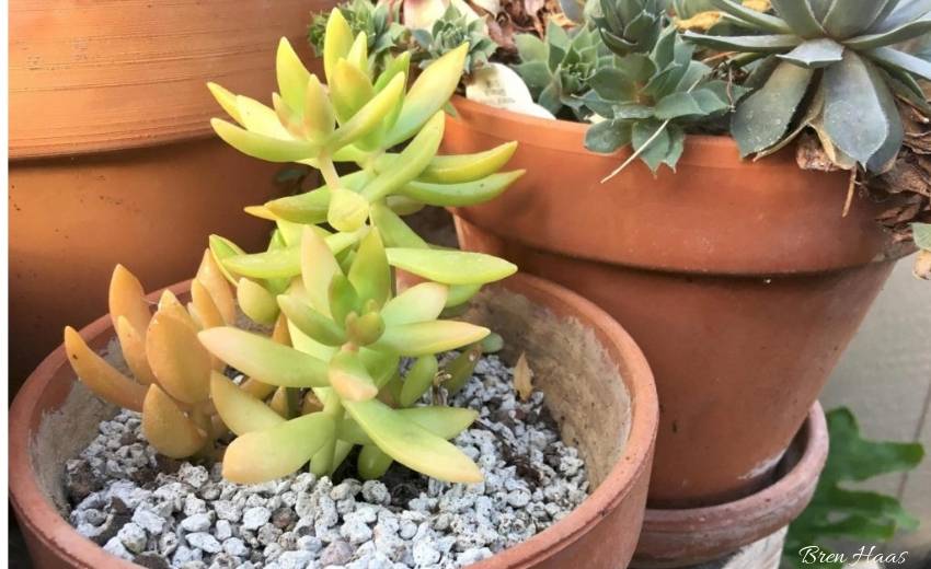 Yellow Gold Succulent during winter in dome