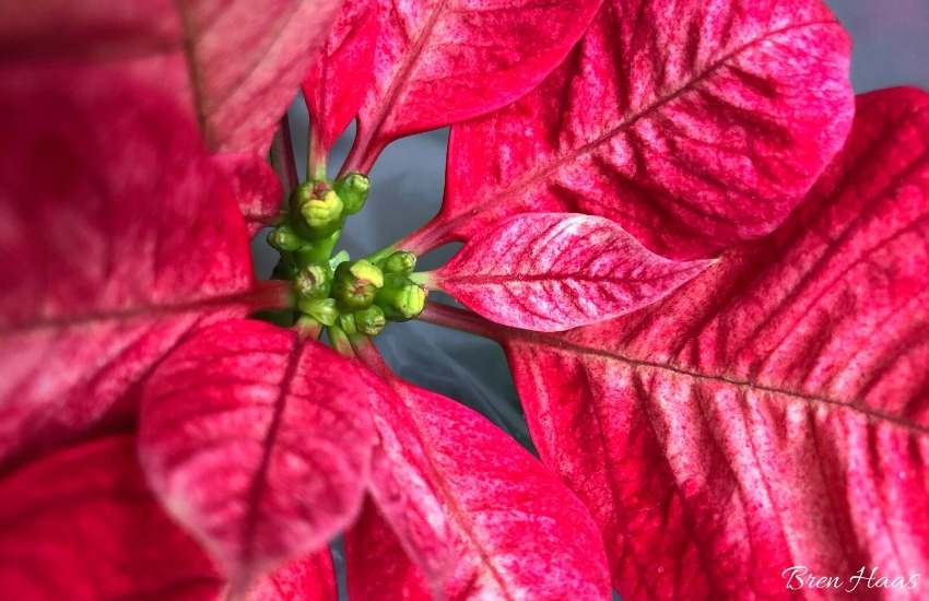 red poinsettia in bloom