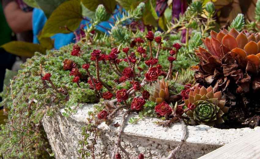 How to Easily Grow A Succulent Garden In Your Home Garden