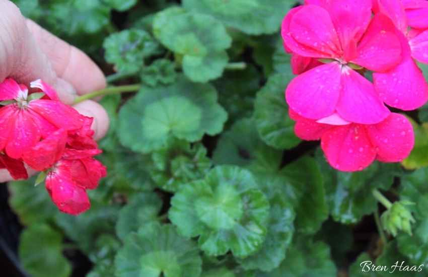 pinkwintergeraniums Creative Living with Bren Haas