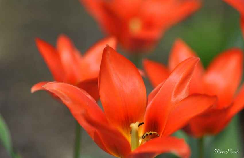 Spring Tulips in my Garden
