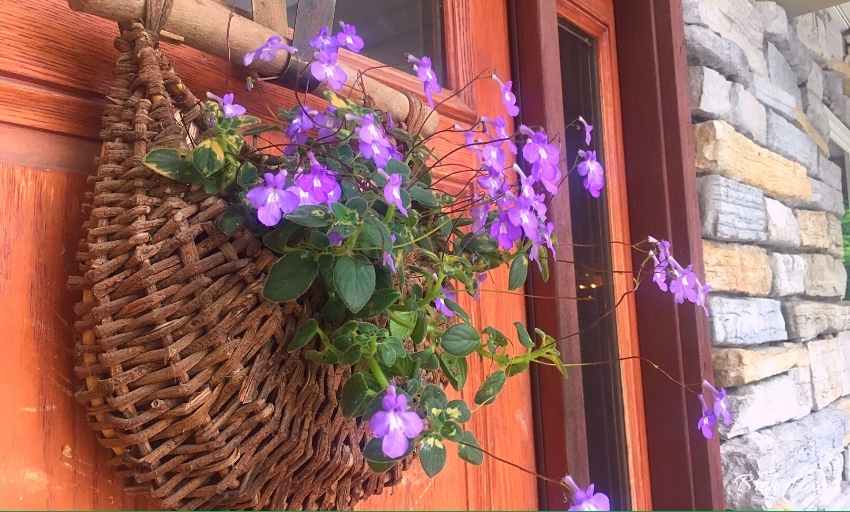 Hanging Basket on Door