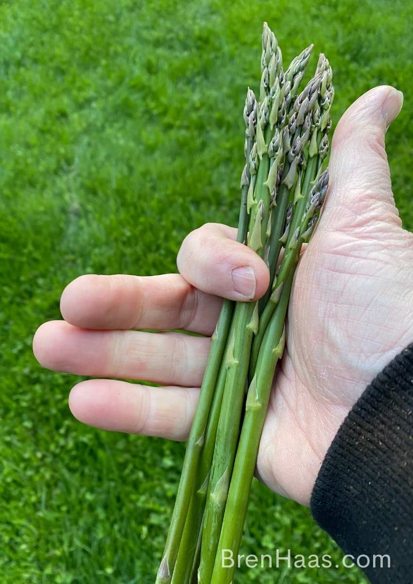 handful of aspargus