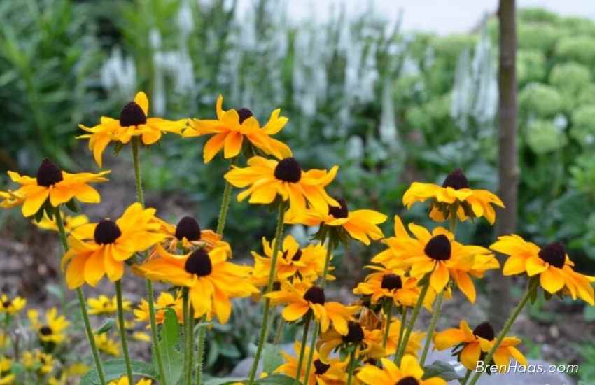 blackeye susan and other in landscape
