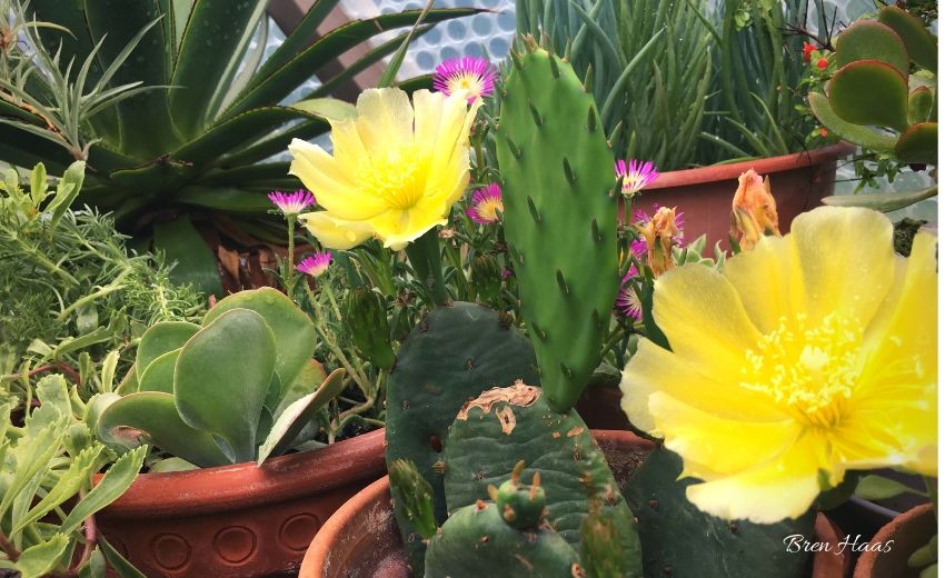 Creative Fun Facts About The Prickly Pear Cactus