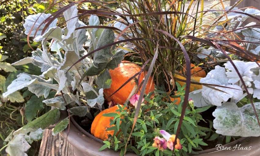 How to Create an Autumn Conifer Container Display