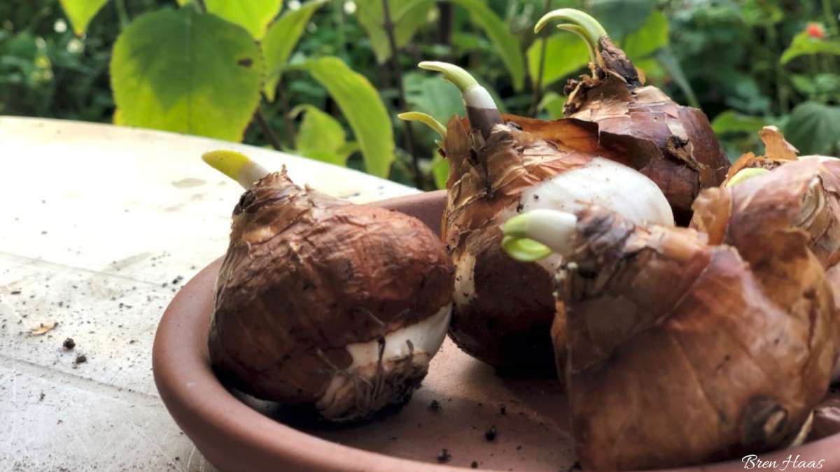 Everything You Need To know About Forcing Bulbs Indoors