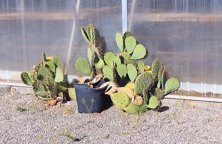Nevada Greenhouse Prickly Pear Cactus
