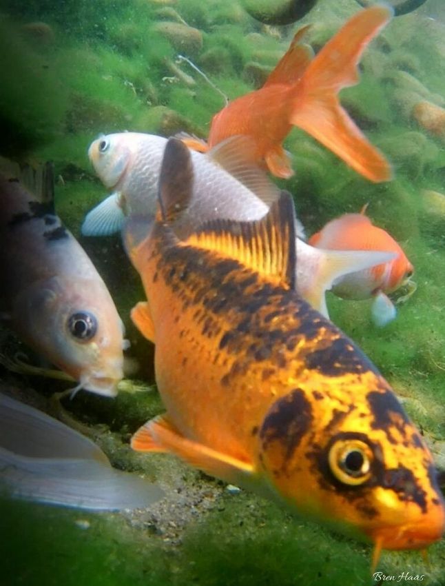 Koi and Goldfish in the Pond