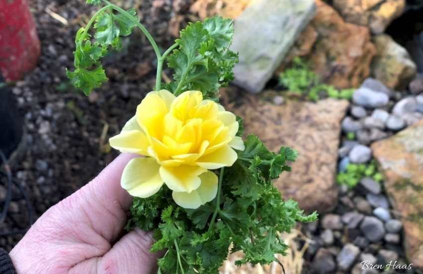 Yellow Rose from January Harvest in the Dome