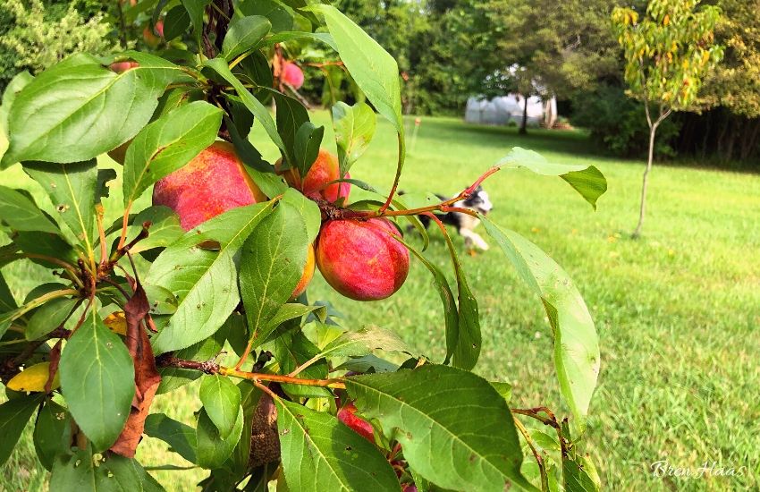 Why I Recommend The Pluot Tree in Home Garden