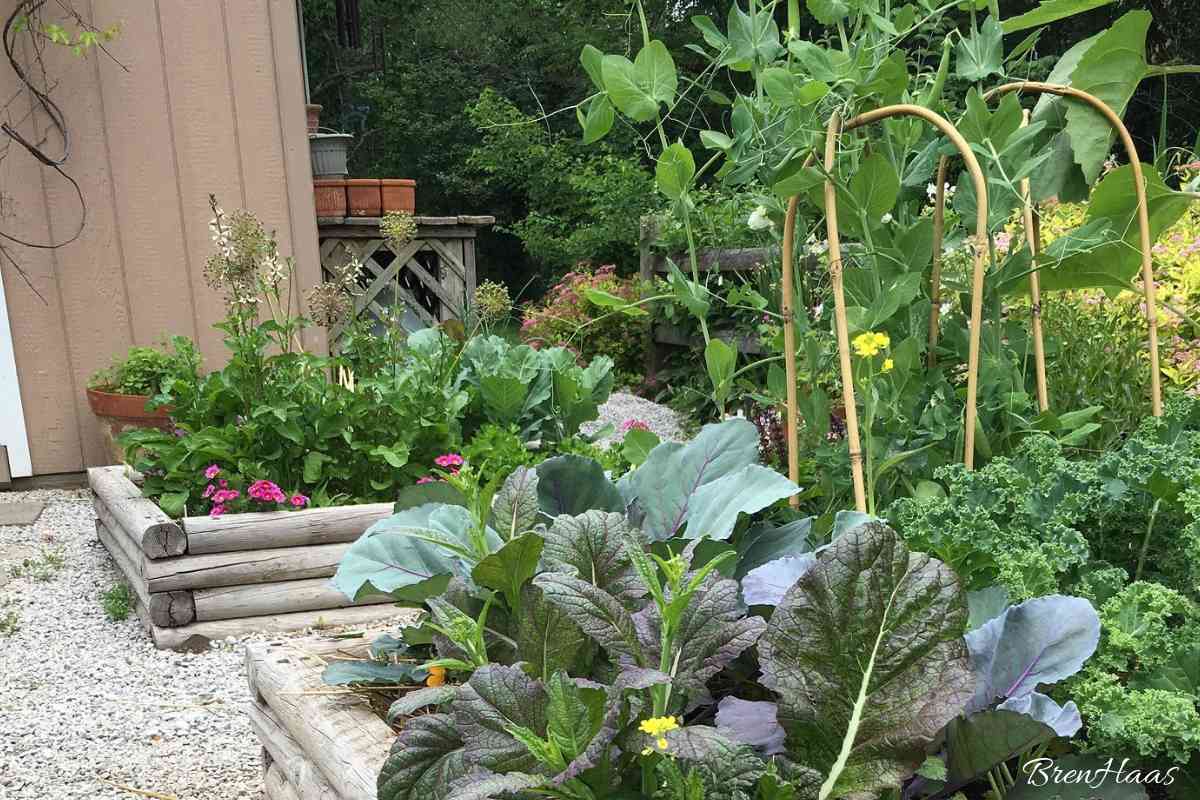 Trellis with Peas - Kitchen Edible Garden