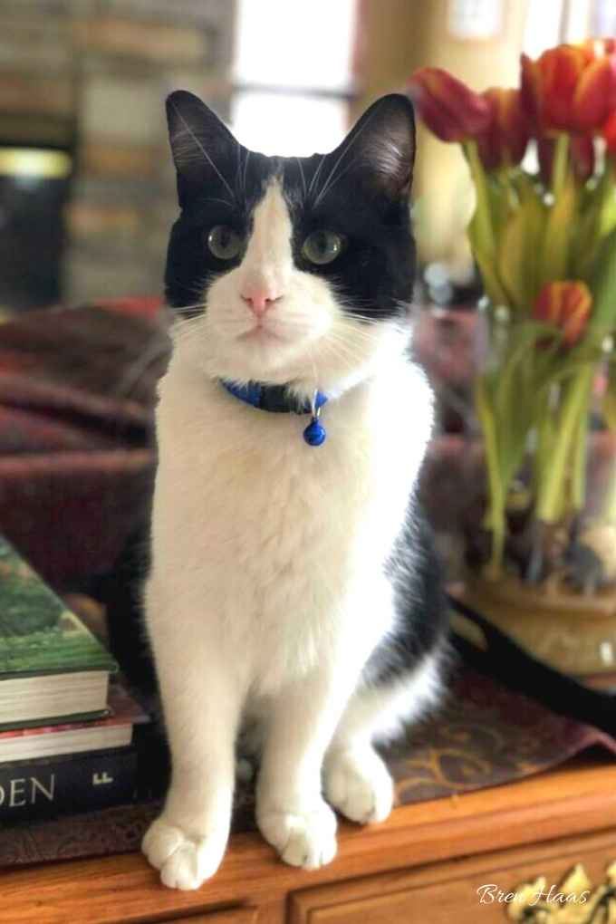 kenny kitty and the tulips