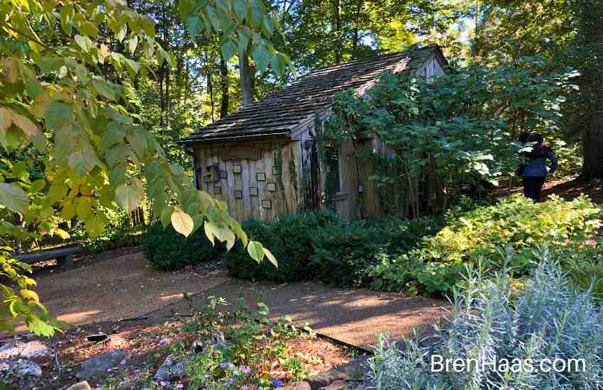 Shed in Woods