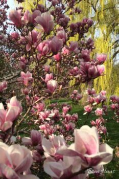 Mid-Spring Blooms on Magnolia