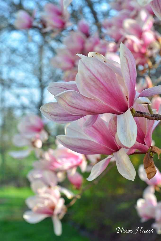 Magnolia in the spring