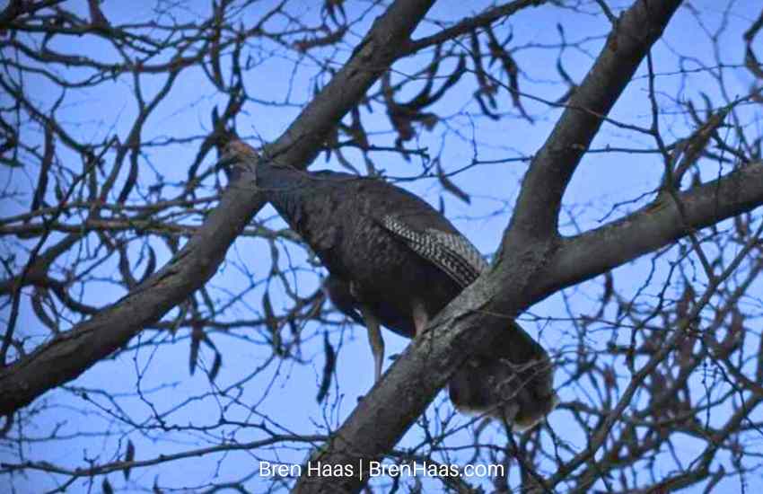 Flying Wild Turkey in Tree Ohio