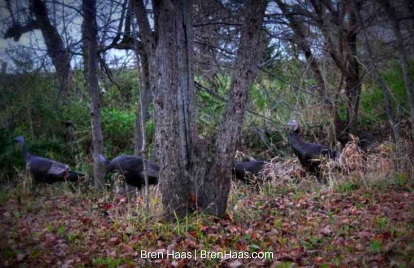 Pack of Wild Turkeys in Ohio Woods