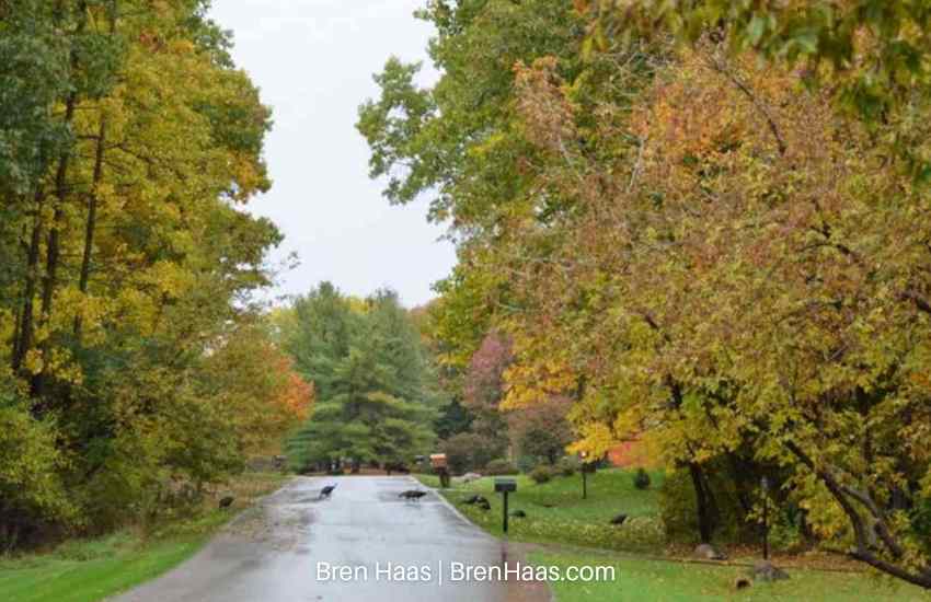 Pack of Wild Turkeys in Michigan