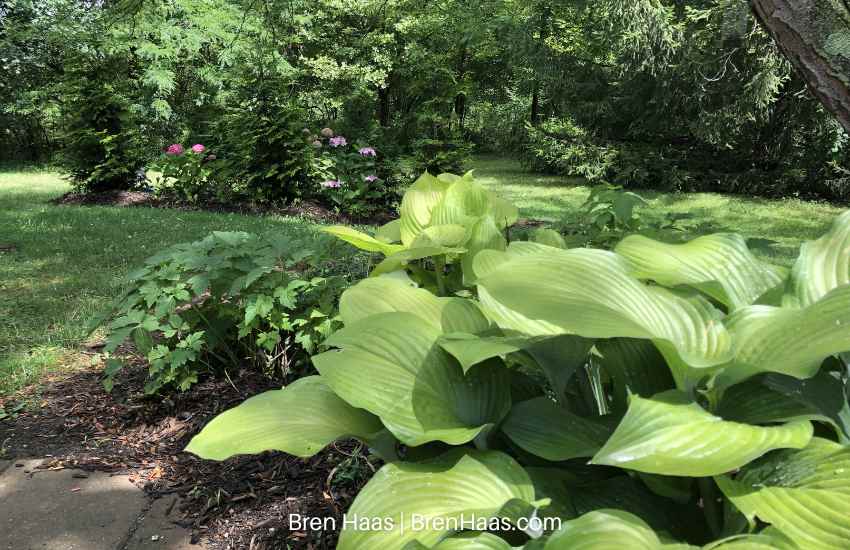 Guacamole Hosta is a popular, fast-growing herbaceous