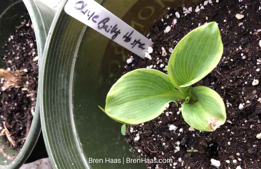new blue hosta plant baby