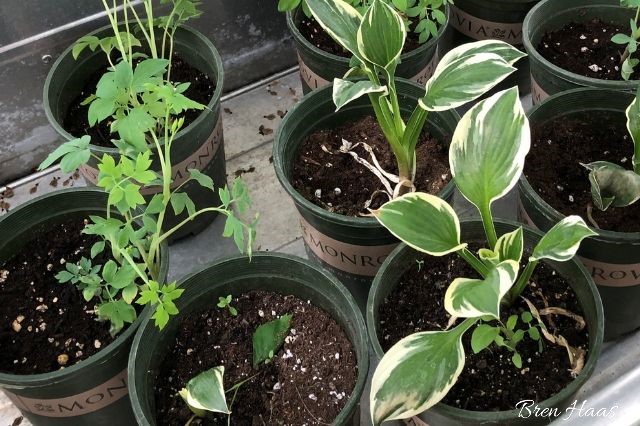 Growing Hosta Plants From Starter Plants in My Home Greenhouse