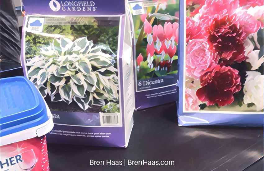Package Bareroot Perennials including Hosta