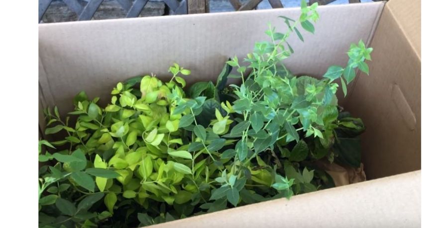 Opening Box with New Star Plants