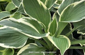 patriot hosta plants