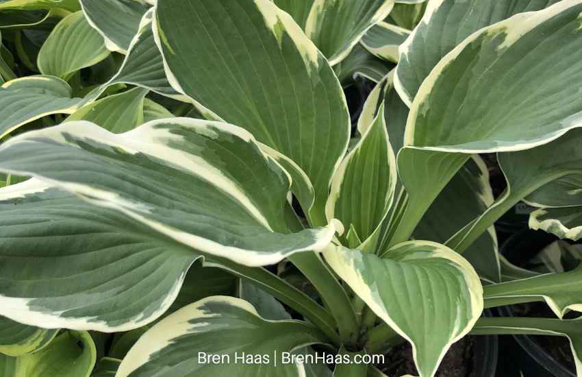 patriot hosta plants