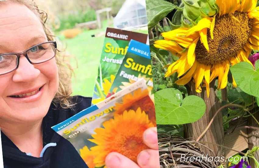Sunflower Challenge in My Home Greenhouse Update