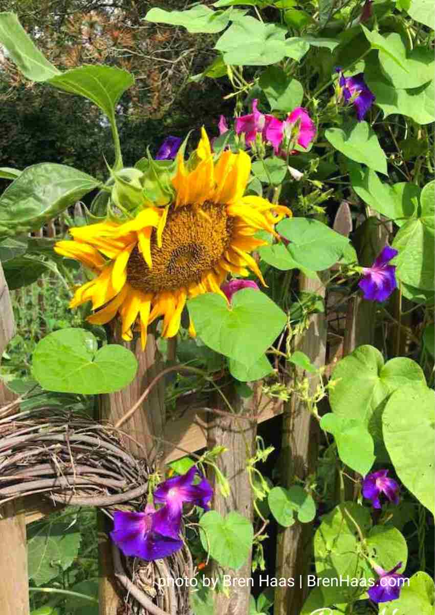sunflower challenge - growing on its own