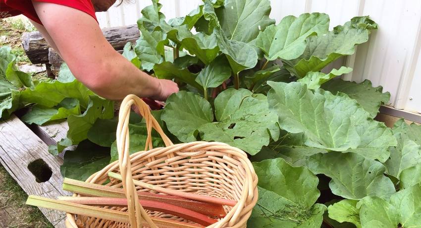 How to Grow and Harvest Rhubarb