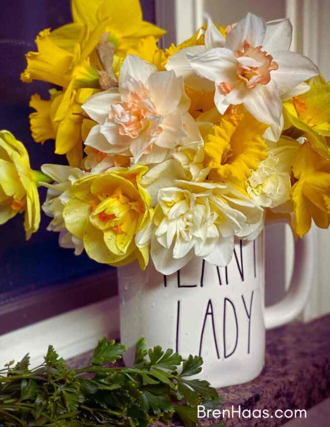 Mix Daffodil in My Favorite Cup