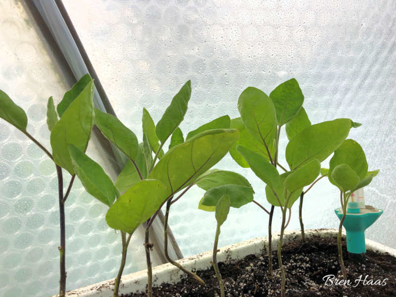 Eggplant Shikou in the Dome Garden