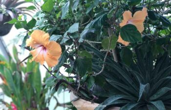 Tropical Hibiscus with Mangave plants