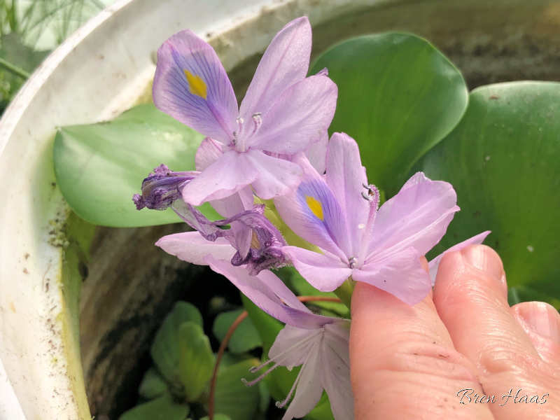 Water Hyacinth Blooming in my Dome Garden Pond