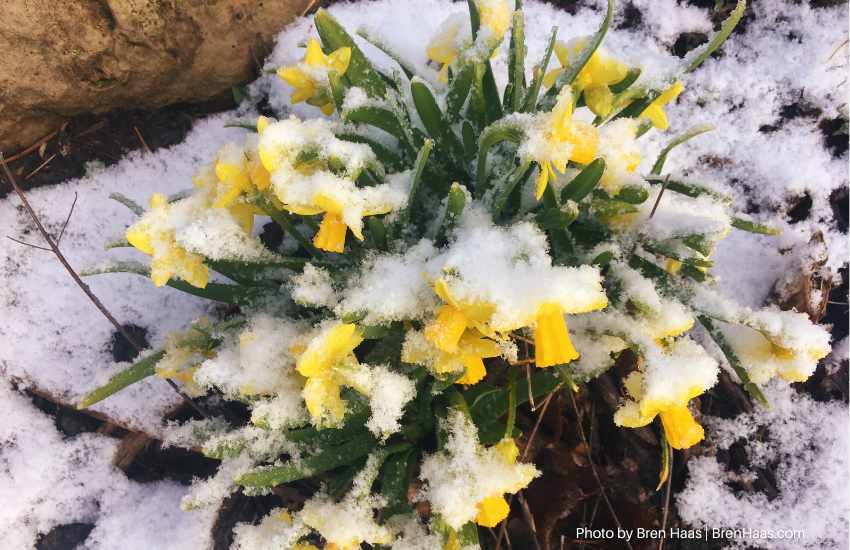 Daffodils Stand Up to Snow
