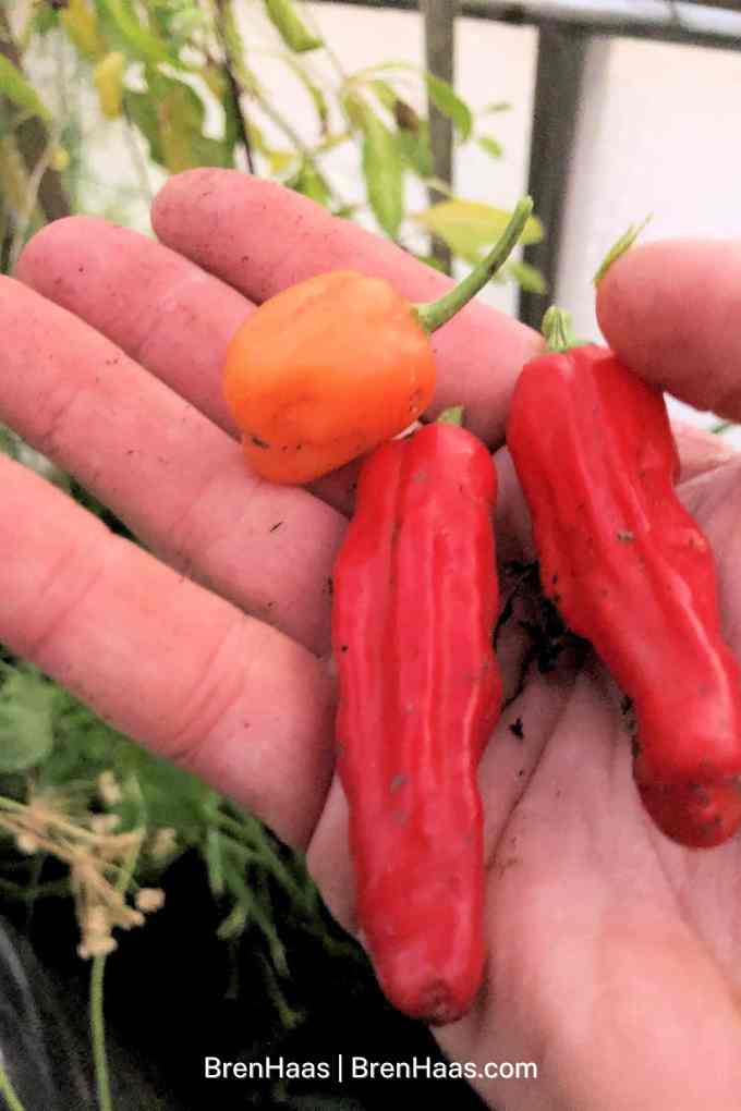 Mystery Pepper with Orange Habanero