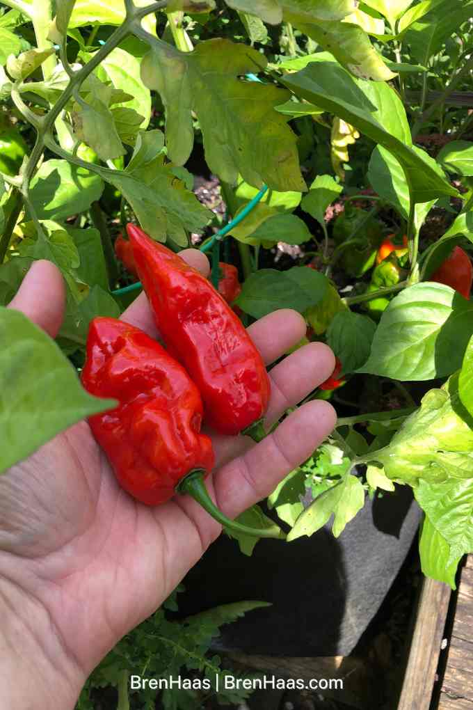 Roulette Peppers Grown at Home From Seed